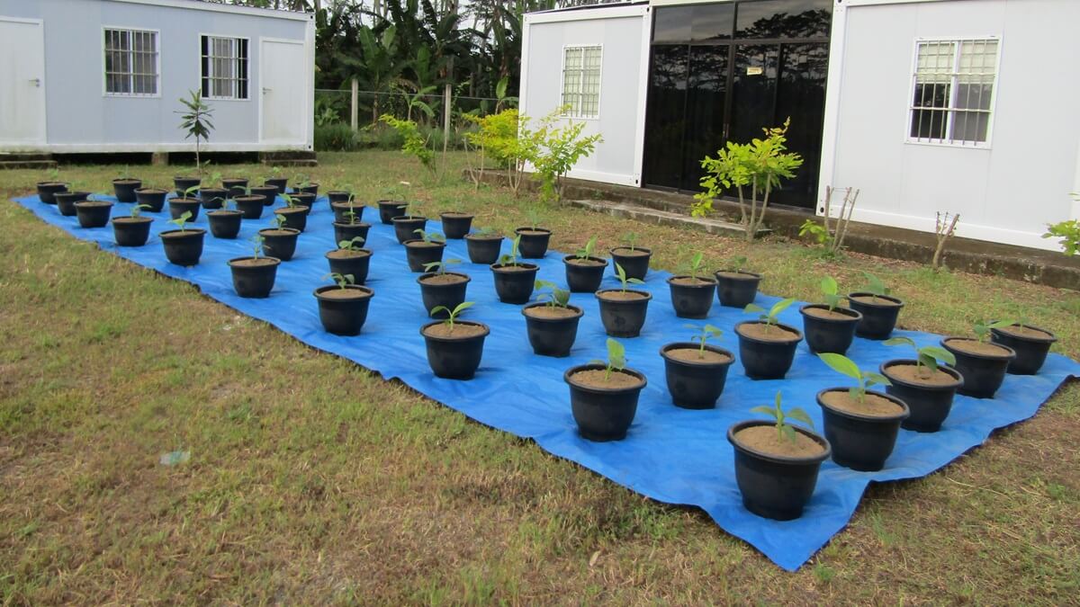 Soluciones eficaces para enfrentar las amenazas en plátano.JPG